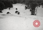 Image of nye of pheasants Buffalo New York USA, 1929, second 57 stock footage video 65675063700