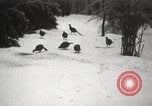 Image of nye of pheasants Buffalo New York USA, 1929, second 58 stock footage video 65675063700