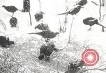 Image of nye of pheasants Buffalo New York USA, 1929, second 59 stock footage video 65675063700