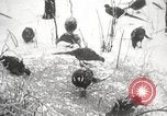 Image of nye of pheasants Buffalo New York USA, 1929, second 60 stock footage video 65675063700