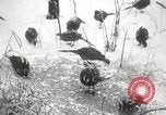 Image of nye of pheasants Buffalo New York USA, 1929, second 61 stock footage video 65675063700