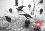 Image of nye of pheasants Buffalo New York USA, 1929, second 62 stock footage video 65675063700