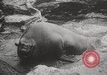 Image of Sea-elephants Copenhagen Denmark, 1929, second 17 stock footage video 65675063703