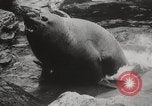 Image of Sea-elephants Copenhagen Denmark, 1929, second 18 stock footage video 65675063703