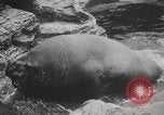 Image of Sea-elephants Copenhagen Denmark, 1929, second 19 stock footage video 65675063703