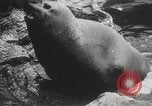 Image of Sea-elephants Copenhagen Denmark, 1929, second 20 stock footage video 65675063703