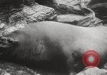 Image of Sea-elephants Copenhagen Denmark, 1929, second 21 stock footage video 65675063703