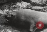 Image of Sea-elephants Copenhagen Denmark, 1929, second 22 stock footage video 65675063703
