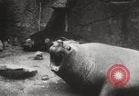 Image of Sea-elephants Copenhagen Denmark, 1929, second 29 stock footage video 65675063703