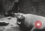 Image of Sea-elephants Copenhagen Denmark, 1929, second 30 stock footage video 65675063703