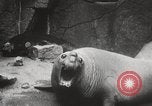 Image of Sea-elephants Copenhagen Denmark, 1929, second 31 stock footage video 65675063703