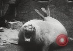 Image of Sea-elephants Copenhagen Denmark, 1929, second 32 stock footage video 65675063703