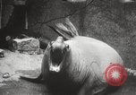 Image of Sea-elephants Copenhagen Denmark, 1929, second 33 stock footage video 65675063703