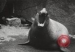 Image of Sea-elephants Copenhagen Denmark, 1929, second 34 stock footage video 65675063703