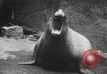 Image of Sea-elephants Copenhagen Denmark, 1929, second 35 stock footage video 65675063703