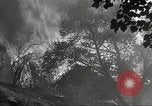 Standbild Forest Fire California United States USA, 1934, aus Sekunde 45 historischem Filmmaterial Videoclip 65675063715
