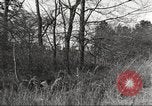 Image of small game hunting United States USA, 1920, second 58 stock footage video 65675063728