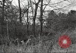 Image of small game hunting United States USA, 1920, second 60 stock footage video 65675063728