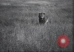 Immagine di Akeley-Eastman-Pomeroy spedizione Kenya Africa, 1927, secondo 25 filmato di repertorio 65675063758
