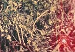 Image of 77th Infantry Division Guam Mariana Islands, 1944, second 8 stock footage video 65675063807