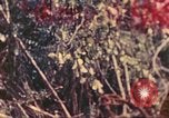 Image of 77th Infantry Division Guam Mariana Islands, 1944, second 16 stock footage video 65675063807