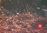 Image of 77th Infantry Division Guam Mariana Islands, 1944, second 32 stock footage video 65675063807