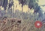 Image of 77th Infantry Division Guam Mariana Islands, 1944, second 37 stock footage video 65675063808