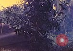 Image 77e Division d'infanterie Nouvelle Bretagne la Papouasie-Nouvelle-Guinée, 1944, de la seconde 22 séquences d'archives historiques vidéo 65675063810