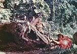 Immagine di Noi 5 Marines utilizzare il verricello per tirare il veicolo blindato in salita Talasea Nuova Gran Bretagna Papua Nuova Guinea, 1944, secondo 53 filmato di repertorio 65675063814