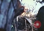 Image of 1st Tank Battalion Peleliu Palau Islands, 1944, second 31 stock footage video 65675063841