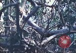 Image of 1st Tank Battalion Peleliu Palau Islands, 1944, second 55 stock footage video 65675063841