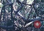 Image of 1st Tank Battalion Peleliu Palau Islands, 1944, second 56 stock footage video 65675063841