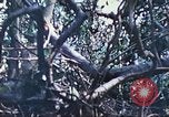 Image of 1st Tank Battalion Peleliu Palau Islands, 1944, second 57 stock footage video 65675063841