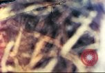 Standbild 1 Tank Bataillon Peleliu Palau Inseln, 1944, aus Sekunde 1 historischem Filmmaterial Videoclip 65675063844