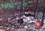 Image of 4th Tank Battalion Tinian Island Mariana Islands, 1944, second 41 stock footage video 65675063860