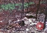 Image of 4th Tank Battalion Tinian Island Mariana Islands, 1944, second 43 stock footage video 65675063860