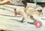 Image of 4th Marine Division Iwo Jima, 1945, second 23 stock footage video 65675063864