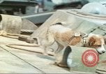 Image of 4th Marine Division Iwo Jima, 1945, second 27 stock footage video 65675063864