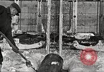 Image of lumber industry United States USA, 1922, second 62 stock footage video 65675063923