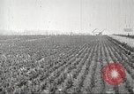 Image of lumber industry United States USA, 1922, second 56 stock footage video 65675063927