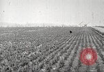 Image of lumber industry United States USA, 1922, second 57 stock footage video 65675063927