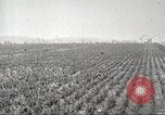 Image of lumber industry United States USA, 1922, second 58 stock footage video 65675063927
