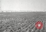 Image of lumber industry United States USA, 1922, second 59 stock footage video 65675063927
