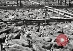 Standbild Arbeitnehmer Metzgerei United States USA, 1919, aus Sekunde 23 historischem Filmmaterial Videoclip 65675063934