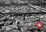 Standbild Arbeitnehmer Metzgerei United States USA, 1919, aus Sekunde 26 historischem Filmmaterial Videoclip 65675063934