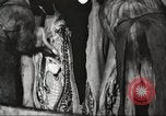 Image of workers in butchery United States USA, 1919, second 52 stock footage video 65675063935