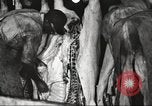 Image of workers in butchery United States USA, 1919, second 59 stock footage video 65675063935
