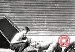 Image of workers in barn United States USA, 1920, second 1 stock footage video 65675063942
