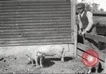 Image of workers in barn United States USA, 1920, second 15 stock footage video 65675063942