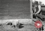 Image of workers in barn United States USA, 1920, second 16 stock footage video 65675063942